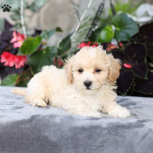 Cruize, Bich-Poo Puppy
